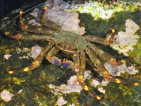 An nimble spray crab (Percnon gibbesi) with orange-red legs and brown-green shell on a reef. Dive site Pasito Blanco Reef, Arguineguin, Gran Canaria, Spain, Atlantic Ocean