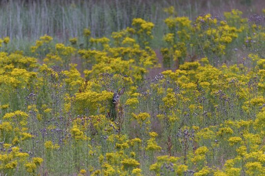 The behaviour of the roebuck (Capreolus capreolus) clearly shows that the leaf season has begun, dangerous, flower meadow, summer coat, July, Germany