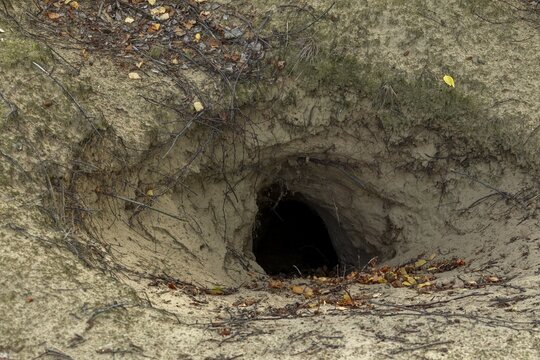 Direct view of an abandoned wolf den (Canis lupus), Germany