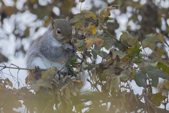 Grey squirrel (Sciurus carolinensis) adult animal feeding on Field maple tree seeds, Suffolk, England, United Kingdom