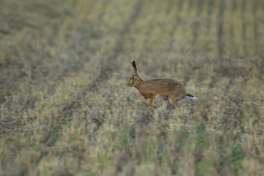 European brown hare (Lepus europaeus) adult animal running in a farmland stubble field in summer, England, United Kingdom