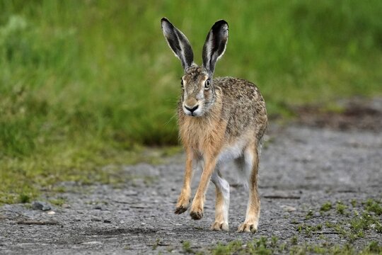 European hare (Lepus europaeus) running on a field path, Rhineland-Palatinate, Germany