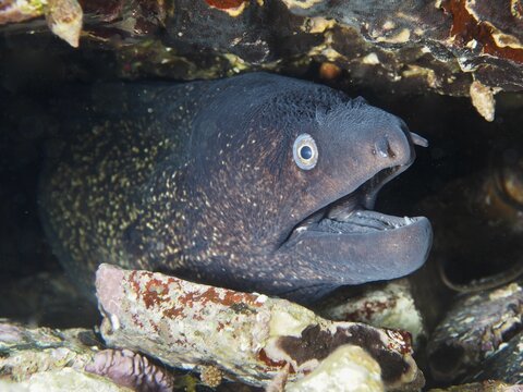 Mediterranean moray eel (Muraena helena) in a dark cave with wide open mouth, dive site Giens Peninsula, Mediterranean Sea, Porquerolles, Provence, C&ocirc;te d'Azur, France