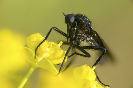 Empididae spec, dance fly spec, balloon flies, dagger flies, diptera, insects, two-winged birds