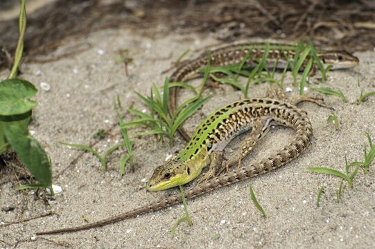 Italian wall lizard, Podarcis sicula, Podarcis siculus, ruin lizard, critters, lizards, female, reptiles, lizards, male, reptilia, reptiles, ruin lizard, female