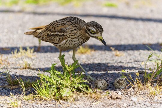 Bird standing on gravel next to two eggs under broken shade, Stone Curlew (Burhinus oedicnemus), France