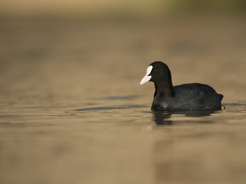 Eurasian Coot (Fulica atra), Moselle, Rhineland Palatinate, Germany