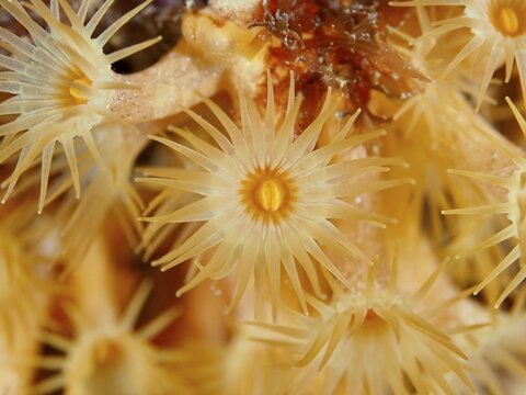 Close-up of Yellow cluster anemone (Parazoanthus axinellae) in fascinating detail, dive site Peninsula Giens, Mediterranean Sea, Porquerolles, Provence, C&ocirc;te d'Azur, France