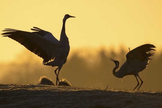 Silhouette, Common cranee (grus grus), Pair of animals mating with flapping wings at sunrise, Dance of the Cranes, V&auml;sterg&ouml;tland, Sweden