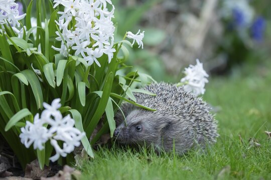 European hedgehog (Erinaceus europaeus) adult animal on a garden lawn in spring with flowering Hyacinth plants, England, United Kingdom