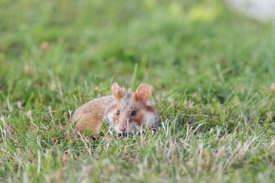 A European hamster (Cricetus cricetus) forages for food on green grass. Vienna, Austria