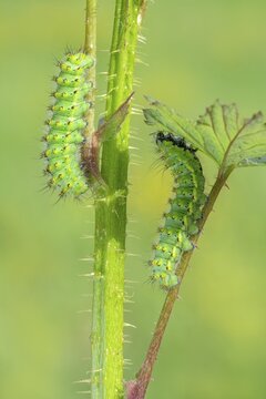 Small emperor moth (Saturnia pavonia), two caterpillars on the forage plant raspberry, Schwaz, Tyrol, Austria