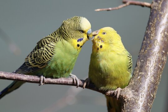 Budgies (Melopsittacus undulatus) mating behaviour, captive