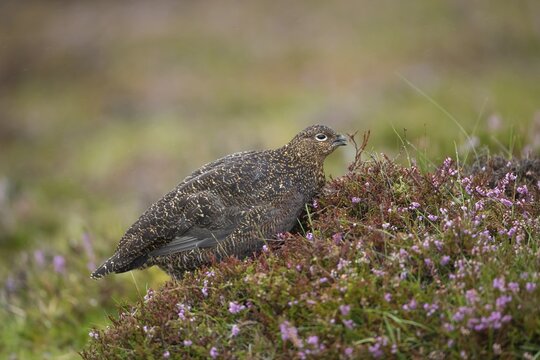 Red grouse (Lagopus lagopus scotica) adult female game bird feeding on flowering purple heather plants in summer, Yorkshire, England, United Kingdom