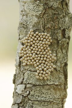 Fox moth (Macrothylacia rubi), eggs on a branch, Provence, southern France
