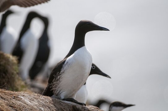 Common guillemot, common murre, Norway, idiot, Uria eel, varanger, alcidae, alkenbirds, birds, lummen, uria, birds