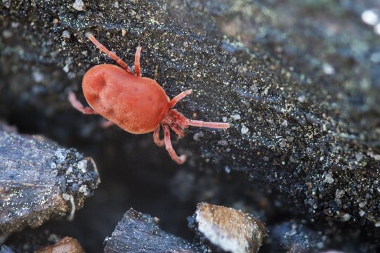 Arachnida, red velvet mite, spider mite, trombidium holosericeum, velvet mite, mites