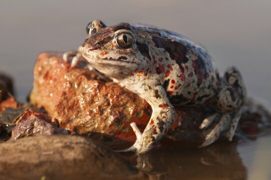 Common spadefoot, garlic toad, pelobates fuscus, amphibians, amphibians, amphibians, amphibians, toads
