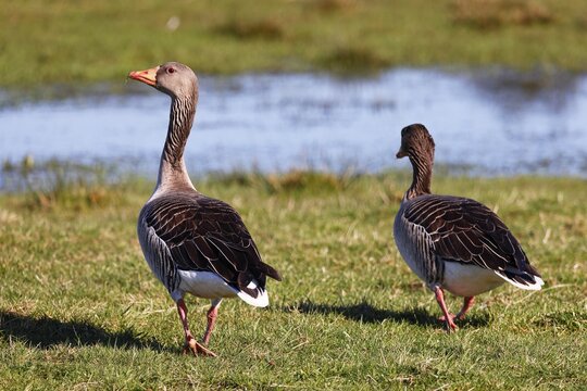 Greylag geese (Anser anser), pair in a meadow, watchful gander, Schleswig-Holstein, Germany