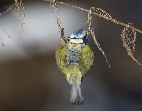 Blue tit (Cyanistes caeruleus) hangs on old fruiting stinging nettle (Urtica dioica), Lower Saxony, Germany