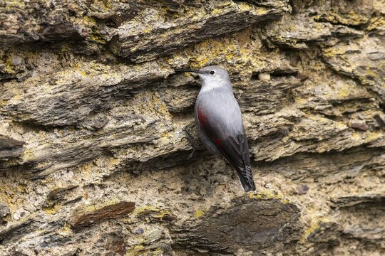 Wallcreeper (Tichodroma muraria) foraging on a wall, wildlife, Germany