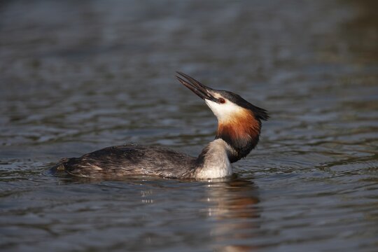 Great crested grebe (Podiceps cristatus) adult bird on a lake, Norfolk, England, United Kingdom