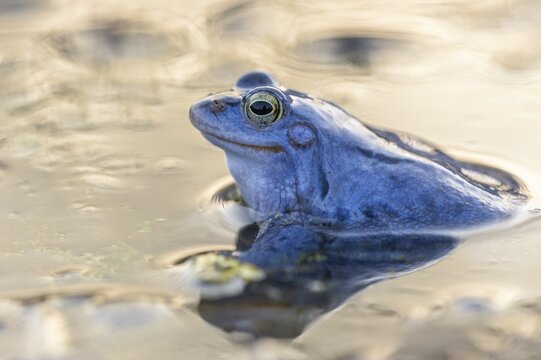 Blue moor frog (Rana arvalis) mating in the moor, Goldenstedter Moor, Lower Saxony, Germany