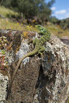 Ocellated lizard, pearl lizard, Timon lepidus, critters, lizards, extremadura, adolescent, high size, portrait format, jewelled lizard, juvenile, reptiles, lizards, reptilia, reptiles, Spain