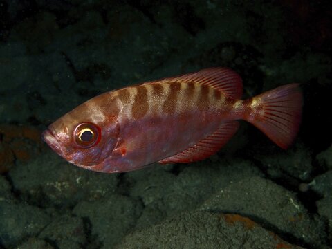 A red fish with a striking pattern, the glass-eyed big-eyed perch (Heteropriacanthus cruentatus), swimming over a sandy seabed, at the El Cabron Marine Protected Area dive site, Arinaga, Gran Canaria, Spain, Europe, Atlantic Ocean