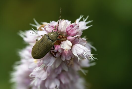 Hairy soft-bog beetle, dascillidae, dascillus cervinus, soft-bog beetle, orchid beetle, beetle, coleoptera, insects, beetles