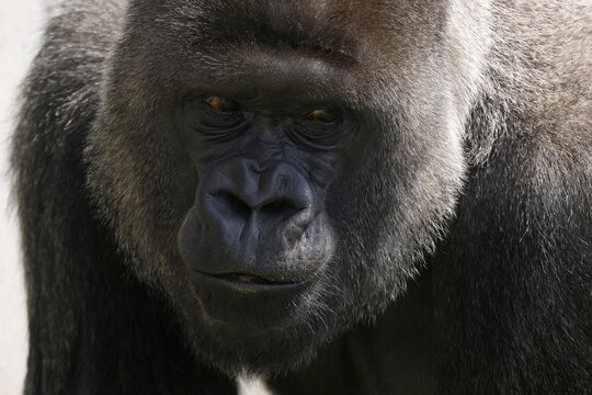 Western lowland gorilla (Gorilla gorilla), silverback, animal portrait, Germany