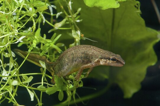 Threaded newt, Lissotriton helveticus, palmate newt, triturus helveticus, amphibians, amphibians, caudata, egg deposition, egg laying, female, amphibians, newts, tail amphibians, water newts, female