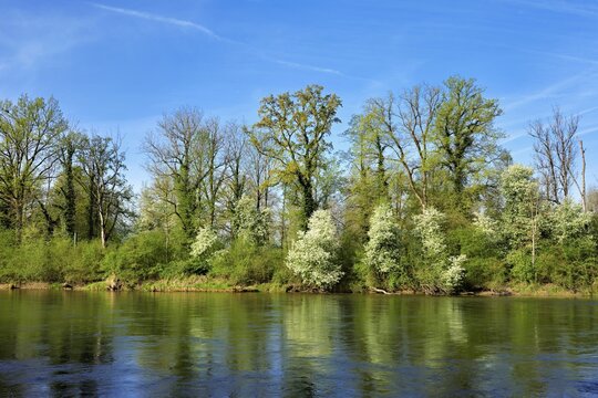 A flowering European Bird Cherry (Prunus padus) on the banks of the River Reuss, Merenschwand, Freiamt, Canton of Aargau, Switzerland