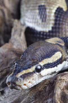Royal python (Python regius) adult snake head portrait, England, United Kingdom, Captive