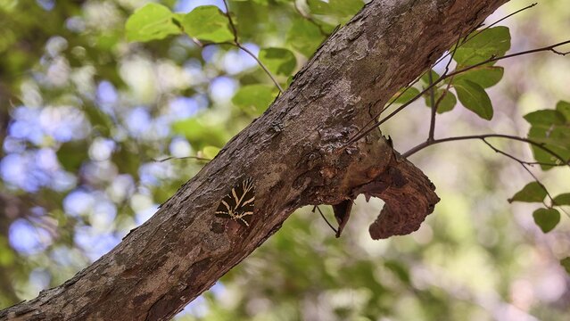 Part of a branch with sunlight, surrounded by green leaves and natural texture, Butterfly Valley, Spanish flag, Jersey tiger (Callimorpha quadripunctaria rhodosensis), Rhodes, Dodecanese, Greek Islands, Greece