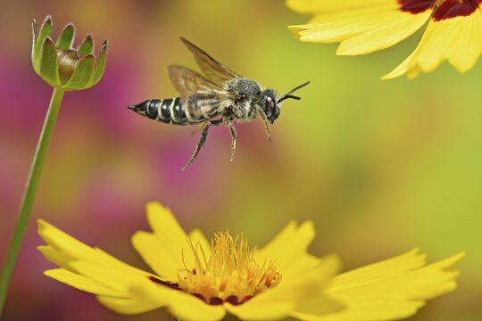 Unarmoured leaf-cutting cuckoo bee (Coelioxys inermis) in flight at the flower of the girl's eye (Coreopsis lanceolata)