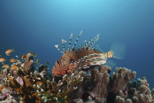 An common lionfish (Pterois miles) lurks for prey, on sea goldie (Pseudanthias squamipinnis), Marsa Shuna reef dive site, Red Sea, Egypt