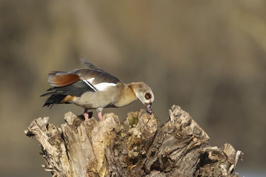 Egyptian goose (Alopochen aegyptiaca) adult bird on a tree stump, Suffolk, England, United Kingdom