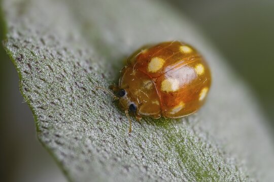 Calvia decemguttata, cream spot ladybird, light ladybird, ten-spot ladybird, ten-spot ladybird, ten-spotted ladybird, beetle, coleoptera, insects, beetles