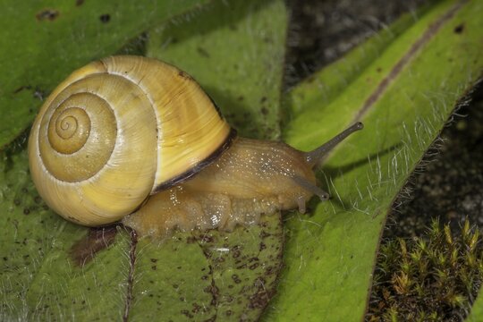Macro photograph of a white-mouthed ribbon snail (Capea hortensis) on a leaf, clearly visible snail shell and mucus trail, Baden-W&uuml;rttemberg, Germany