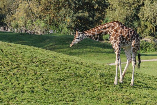 A Rothschild's Giraffe (Giraffa camelopardalis camelopardalis) stands in front of a green hill and does not dare to go up there