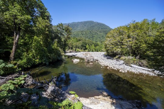 Rio Chaicas stream flows through temperate rainforest, Parque Nacional Alerce Andino, Llanquihue, Los Lagos, Chile