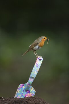 European robin (Erithacus rubecula) adult bird sitting on a garden trowl handle, Suffolk, England, United Kingdom