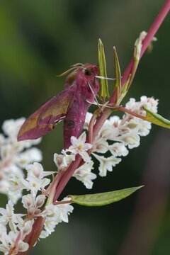 Deilephila porcellus, small wine enthusiast, small elephant hawk moth, sphingidae, flew off, butterfly, high size, portrait format, insects, moths, moths, moths, moths, butterfly, swarmer