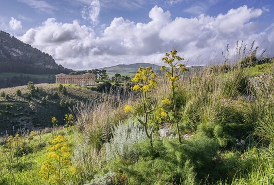 Spring landscape with the temple of Segesta, Calatafimi, Northwest, Sicily, Italy