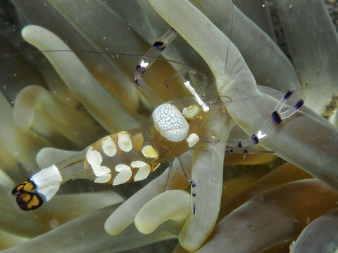 Transparent peacock anemone shrimp (Ancylocaris brevicarpalis) hiding between the tentacles of a sea anemone, dive site Secret Bay, Gilimanuk, Bali, Indonesia