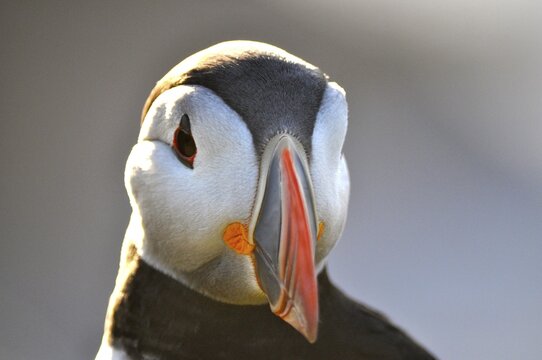 Frontal view of a puffin (Fratercula arctica) with a colourful beak, Shetland, Shetland Islands, Scotland, Great Britain