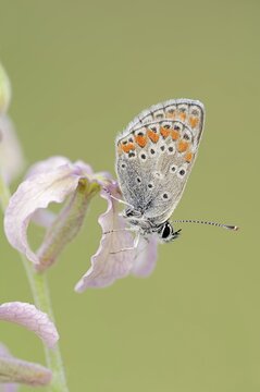 Brown argus (Aricia agestis) on the common levcoje (Matthiola fruticulosa), Provence, southern France