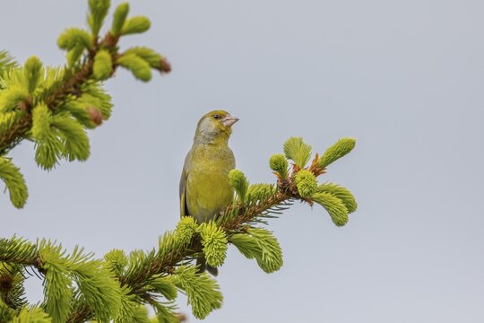 The green plumage of the greenfinch (Chloris chloris) provides excellent camouflage when perched on trees and other plants, and in spring it often gives itself away with its distinctive territorial song, breeding season, Germany