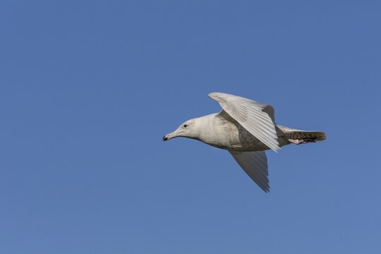 A glaucous gull (Larus hyperboreus) in its second-winter plumage on the Danish North Sea coast, vagrant, rarity, juvenile plumage, May, Denmark